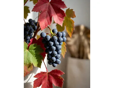 gamay