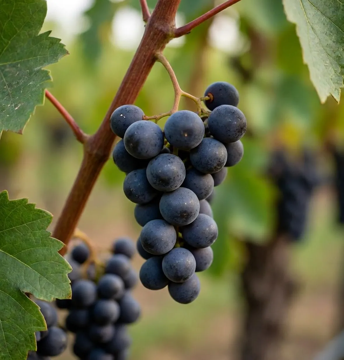 grignolino