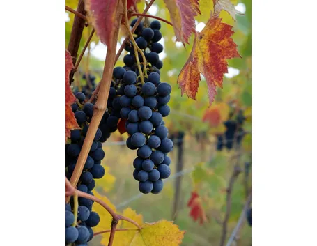 Lambrusco di Grasparossa