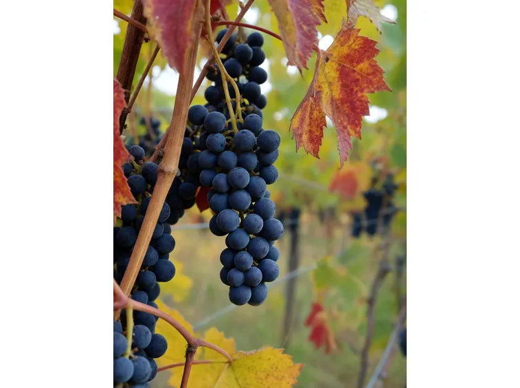 Lambrusco di Grasparossa