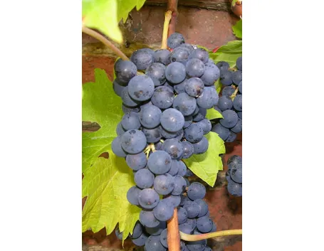 Merlot
