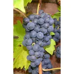 Merlot