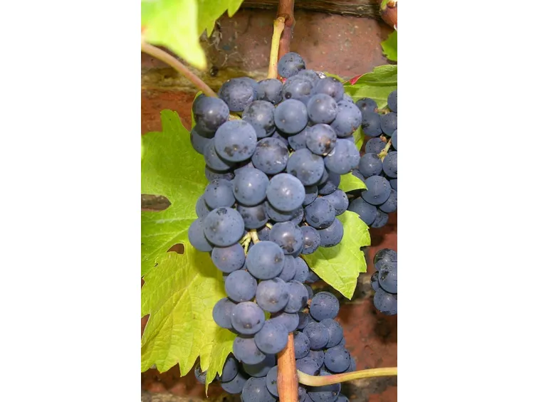 Merlot