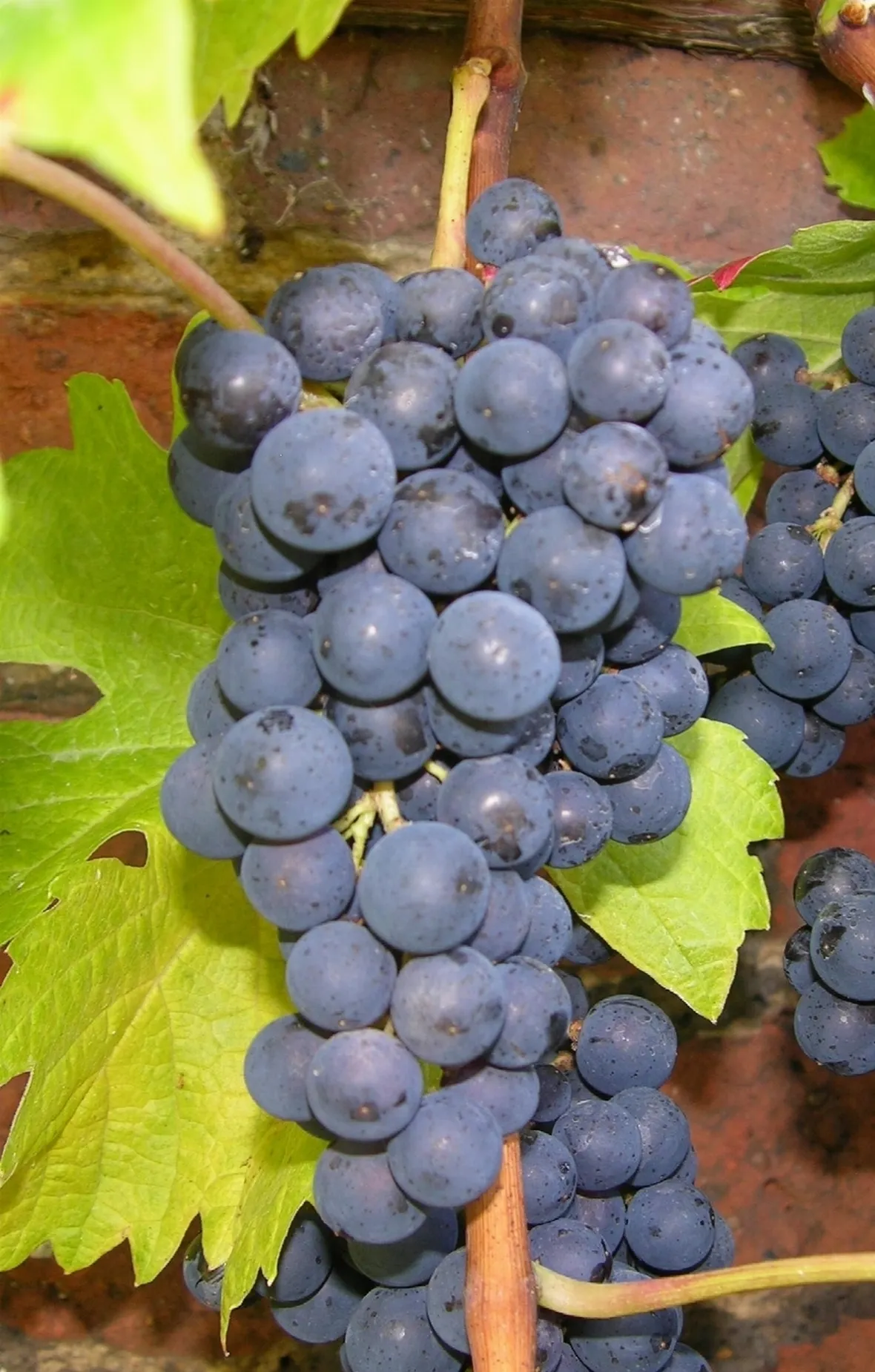 Merlot