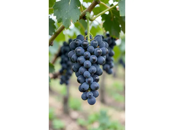 Nerello Mascalese