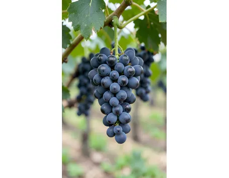 Nerello Mascalese