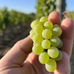 Dal Saluzzese alle colline di Verduno: la storia del vitigno