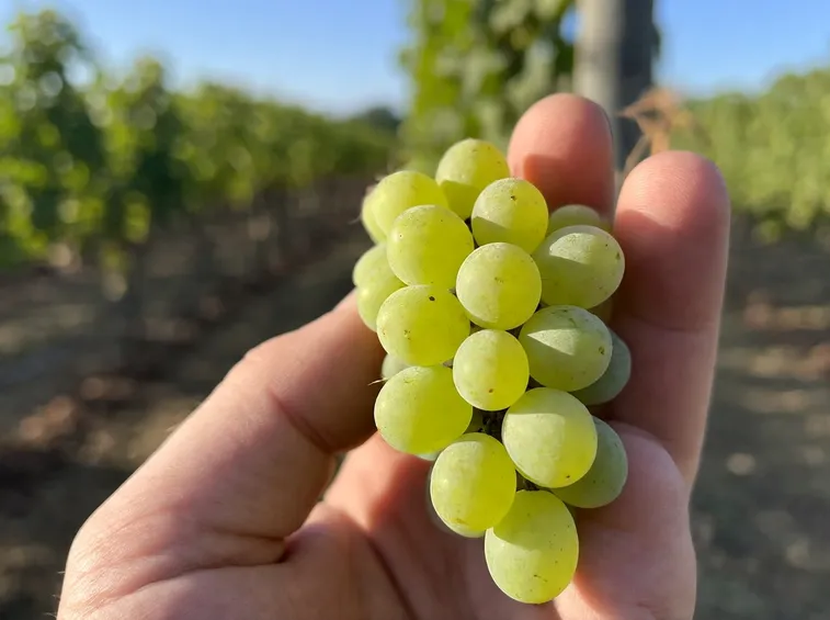 Dal Saluzzese alle colline di Verduno: la storia del vitigno