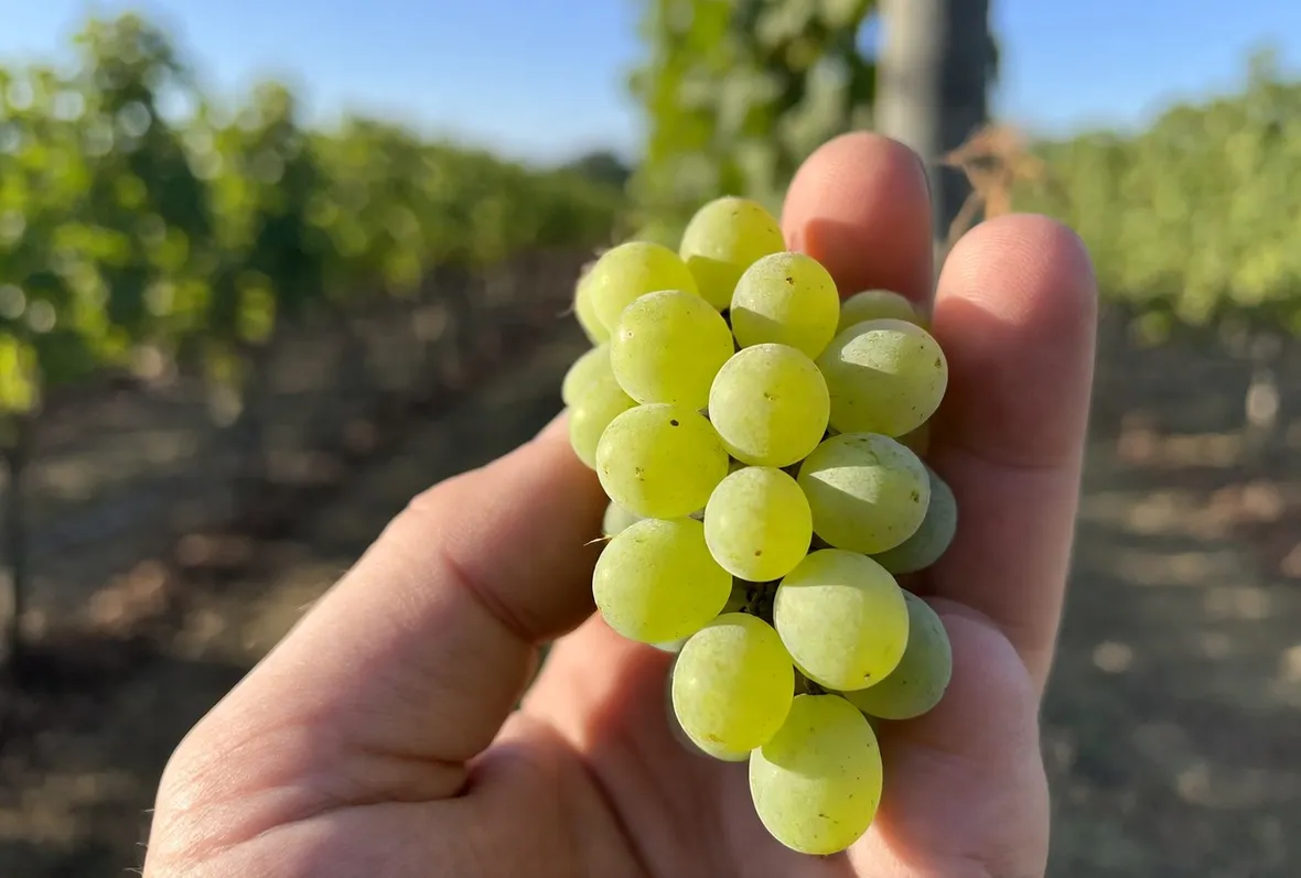 Dal Saluzzese alle colline di Verduno: la storia del vitigno