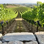 Da dove viene il Pugnitello e perché era quasi scomparso