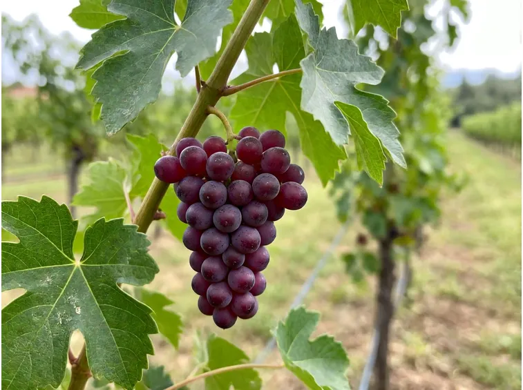 Da dove viene il Pugnitello e perché era quasi scomparso