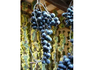 Refosco dal Peduncolo Rosso