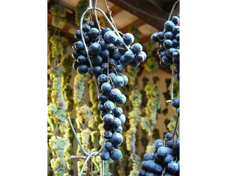 Refosco dal Peduncolo Rosso
