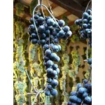 Refosco dal Peduncolo Rosso