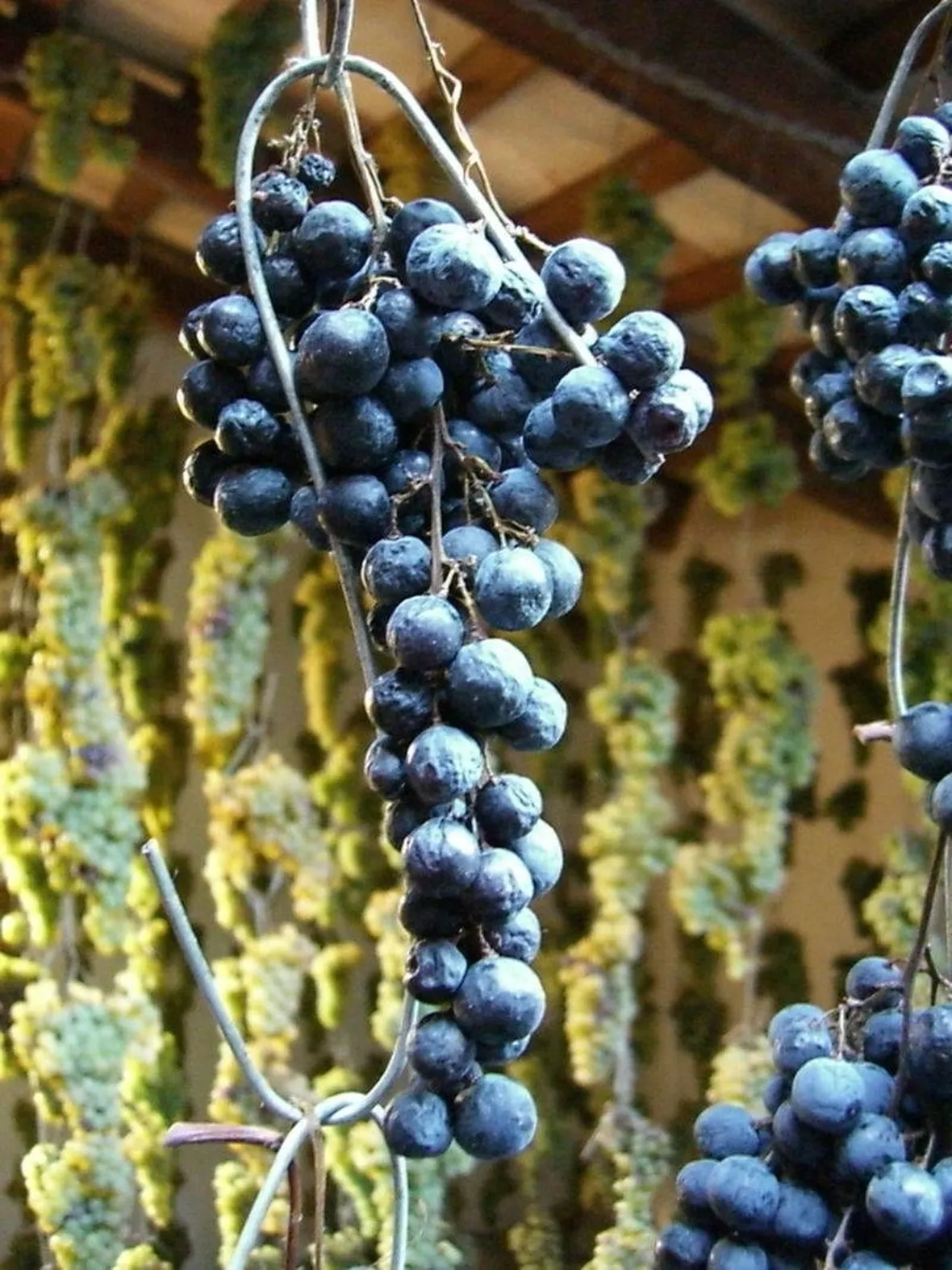 Refosco dal Peduncolo Rosso