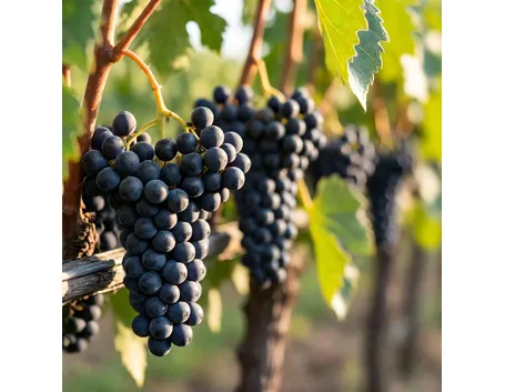 Sagrantino