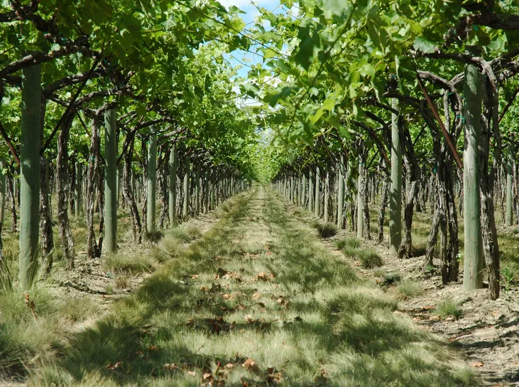 syrah
