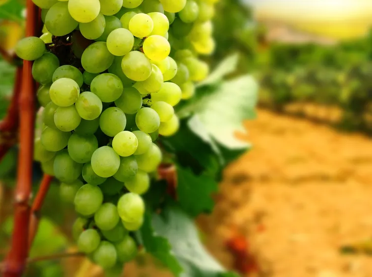 uve da vino
