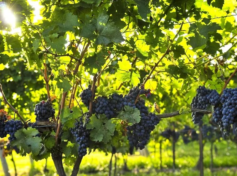prezzi uva da vino