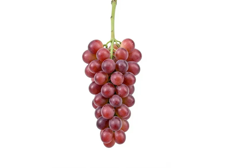 vini più bevuti