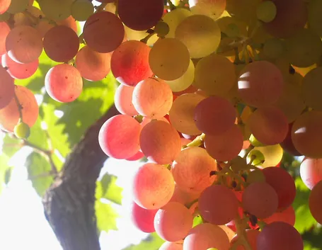 vino bianco lazio
