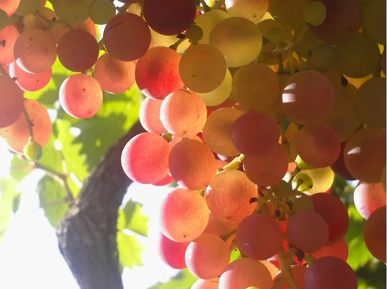 vino bianco lazio