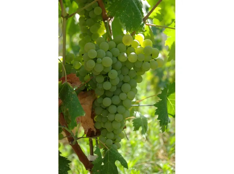 vino bianco liguria