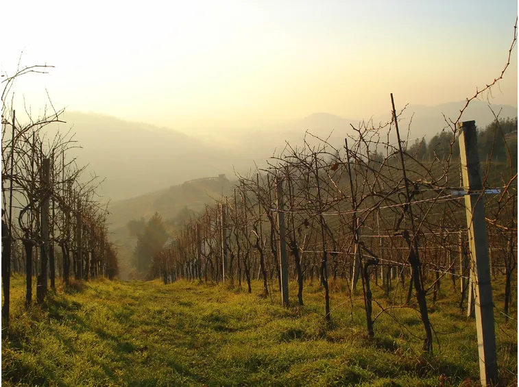 vino bianco lombardia