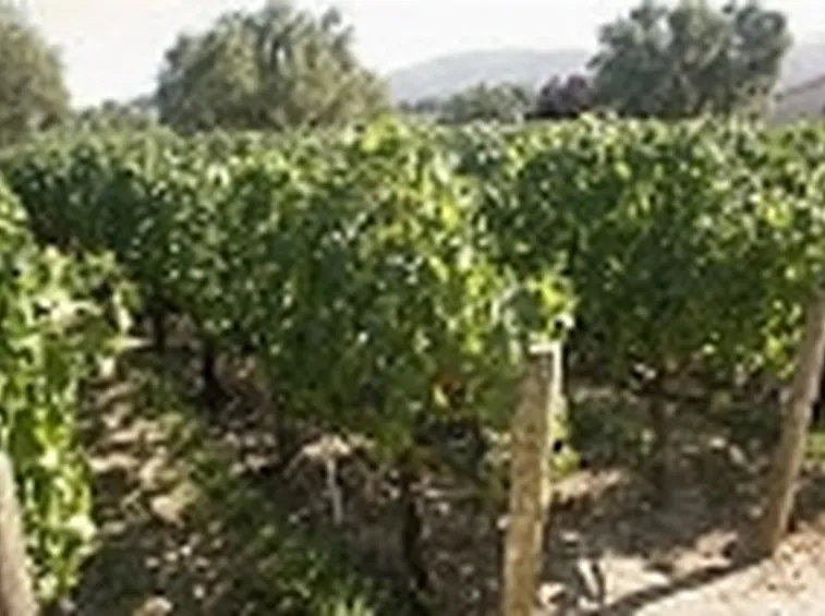 vino bianco piemonte