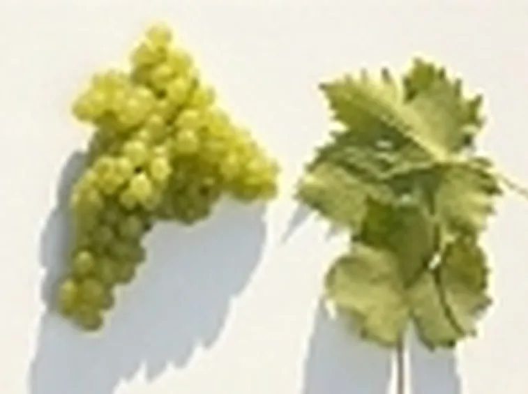 vino bianco piemonte