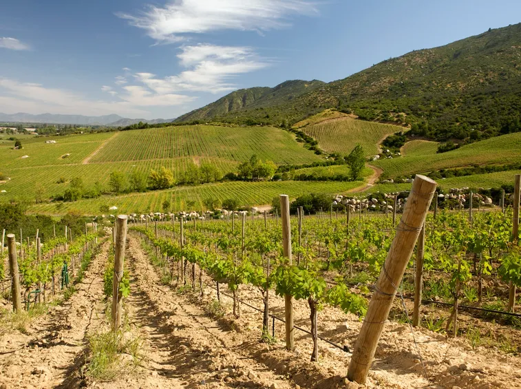 vino bianco puglia