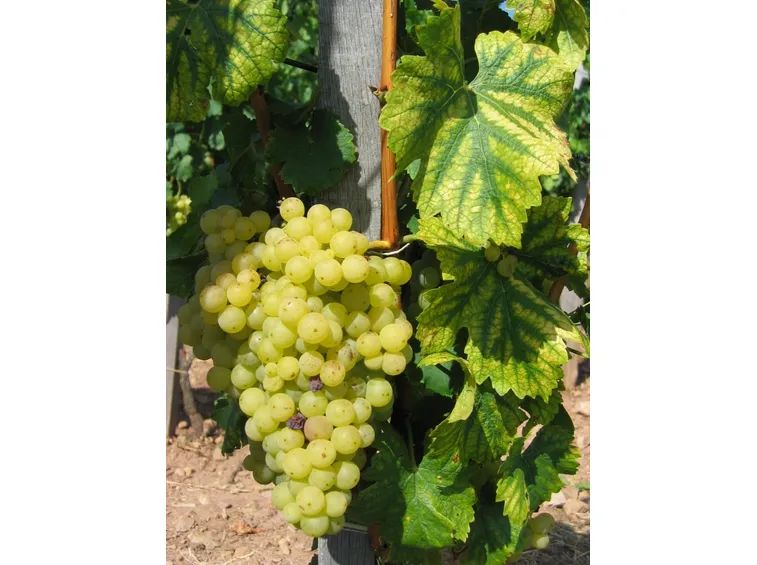 vino bianco puglia