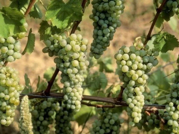 vino bianco trentino alto adige