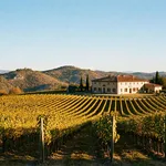 Dove nasce il Frascati DOC: Colli Albani e ville tuscolane