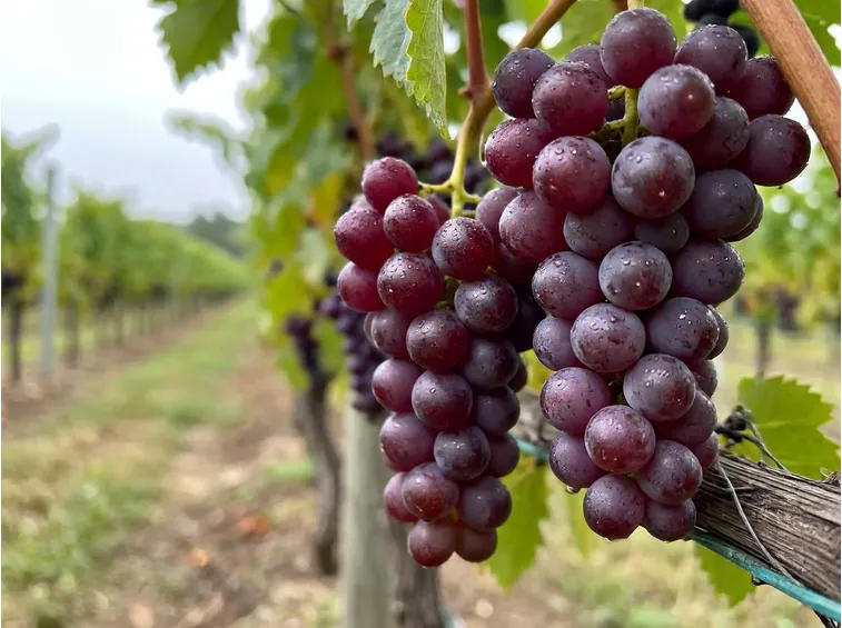 vino rosso basilicata