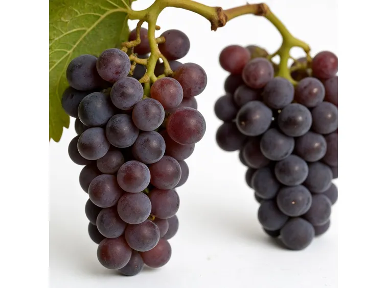 vino rosso basilicata
