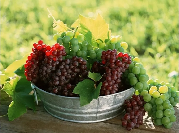 vino rosso emilia romagna