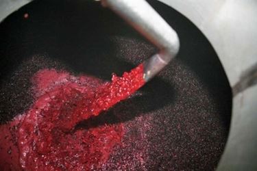 fermentazione vino rosso