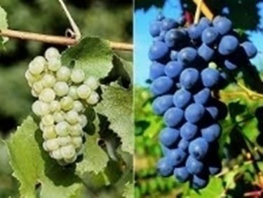 grappoli uva