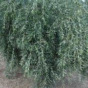 olio extravergine biologico