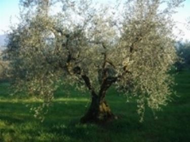 olio extravergine toscano2