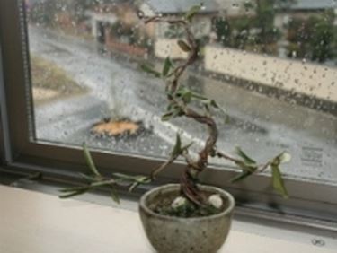 olivo bonsai - Olivo