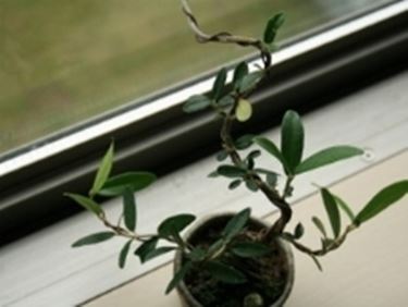 olivo bonsai2