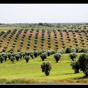 olivo coltivazione