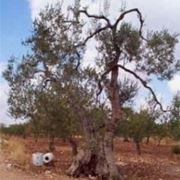 olivo coltivazione