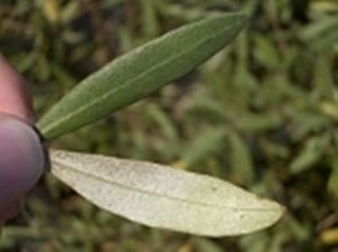 olivo foglie