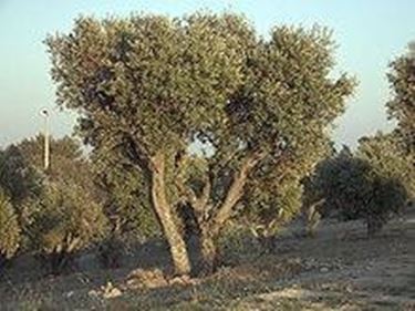 olivo frangivento