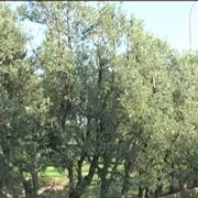 olivo cipressino