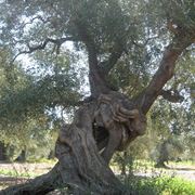 malattie olivo