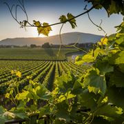 cantine di franciacorta